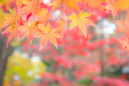 秋のイメージ | 観たい！行きたい！味わいたい！この秋おすすめのイベントスポット | 高級交際クラブTen Carat「10カラットブログ」