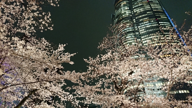 六本木の夜桜 | オススメの春のデートスポット | 高級交際クラブTen Carat「10カラットブログ」