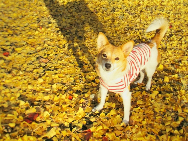 落ち葉のじゅうたんを散歩する犬 | 今年行きたい、デートにおすすめな紅葉スポット5選 | 高級交際クラブTen Carat「10カラットブログ」