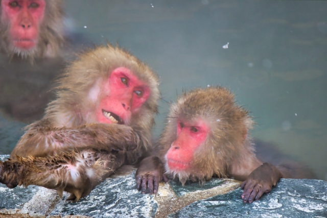 入浴する猿 | 【2020年度版】日帰りでも行ける、デートにおすすめな温泉5選【西日本編】 | 高級交際クラブTen Carat「10カラットコラム」