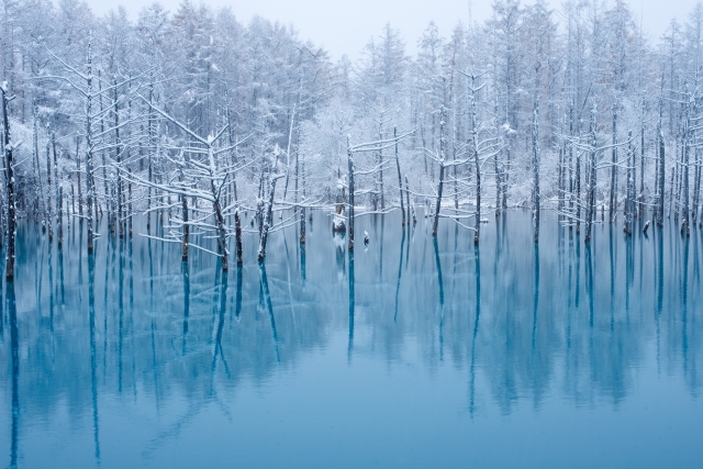 北海道 美瑛町 冬の青い池